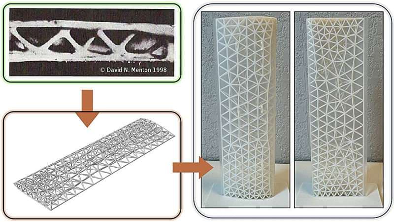 Researchers mimicked bird bones to create lightweight, high-performance structures