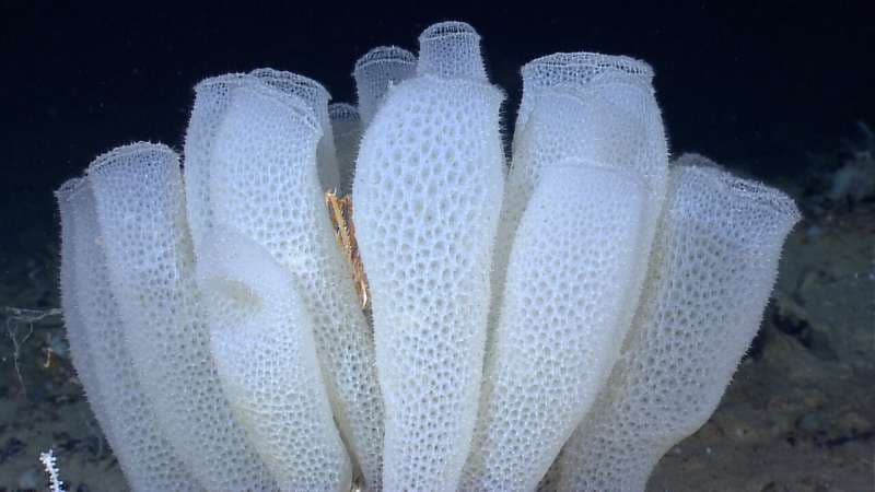Nuevos metamateriales se inspiran en esponjas de aguas profundas